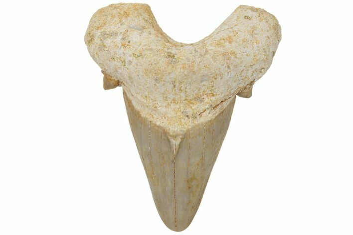 Fossil Shark Tooth (Otodus) - Morocco #211885